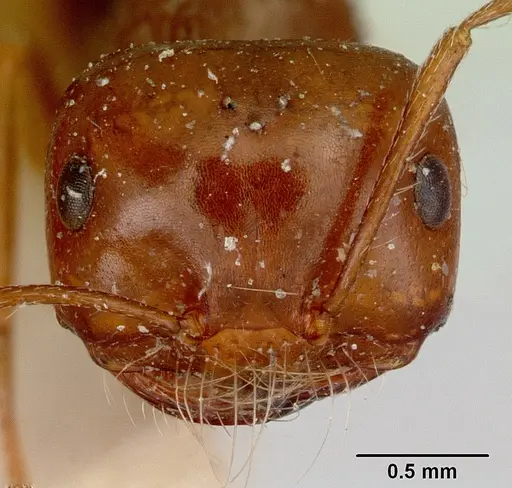 Melophorus turneri - CASENT0172012