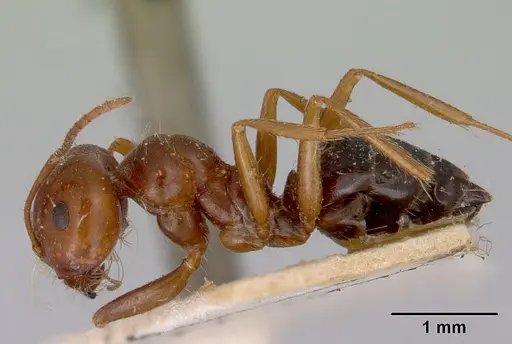 Melophorus turneri - CASENT0172012