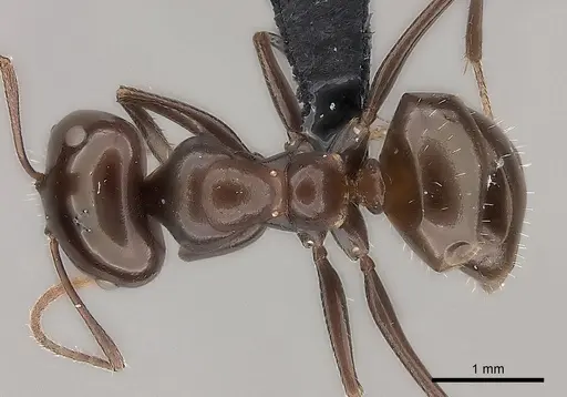 Melophorus turneri - CASENT0217725