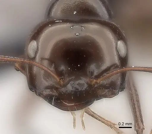 Melophorus turneri - CASENT0217725