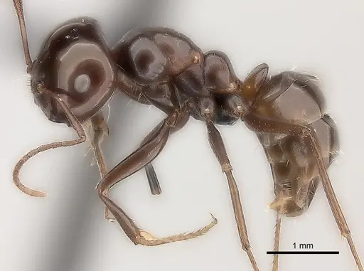 Melophorus turneri - CASENT0217725
