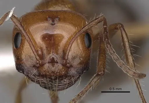 Melophorus turneri - CASENT0280484