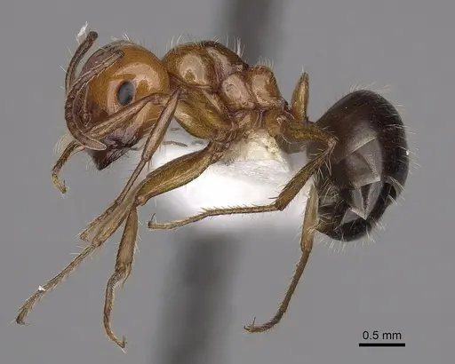 Melophorus turneri - CASENT0280484