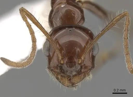 Melophorus turneri - CASENT0280485