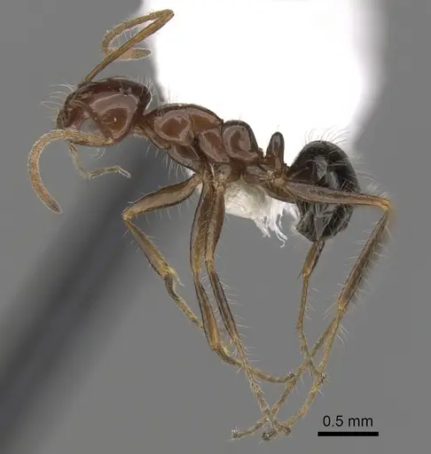 Melophorus turneri - CASENT0280485