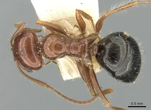 Melophorus turneri - CASENT0906289