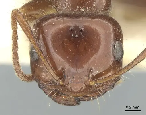 Melophorus turneri - CASENT0906289