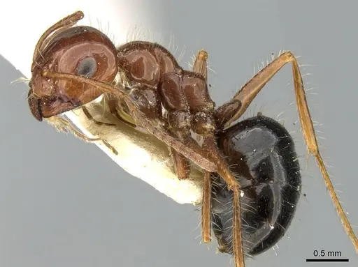Melophorus turneri - CASENT0906289