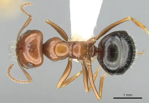 Melophorus turneri - CASENT0906290