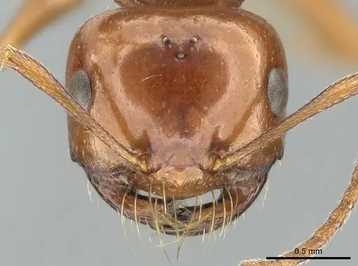 Melophorus turneri - CASENT0906290