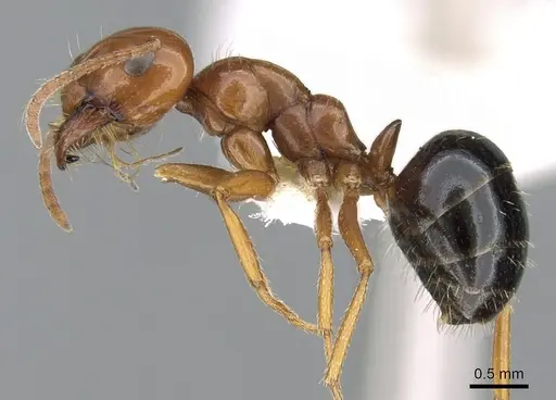 Melophorus turneri - CASENT0906290