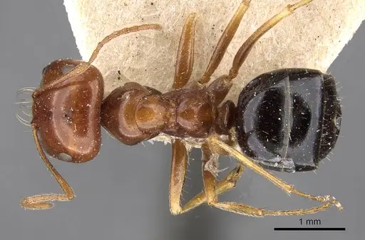 Melophorus turneri - CASENT0909822