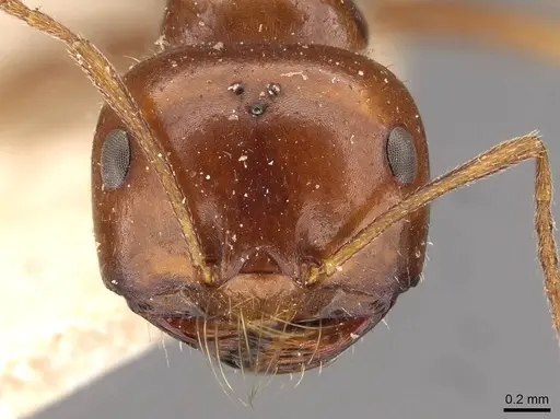 Melophorus turneri - CASENT0909822