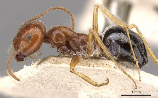 Melophorus turneri - CASENT0909822