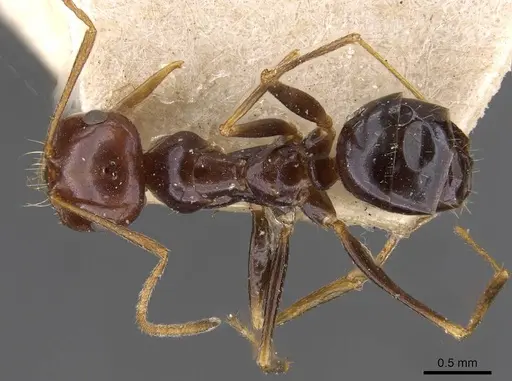 Melophorus turneri - CASENT0909823