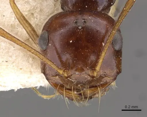 Melophorus turneri - CASENT0909823