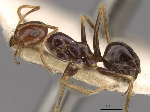 Melophorus turneri - CASENT0909823