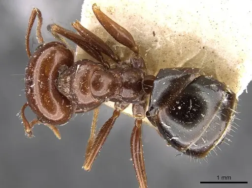 Melophorus turneri - CASENT0909824