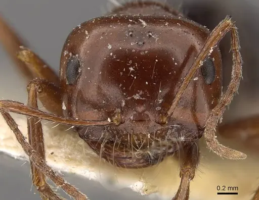 Melophorus turneri - CASENT0909824