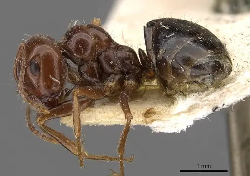 Melophorus turneri - CASENT0909824