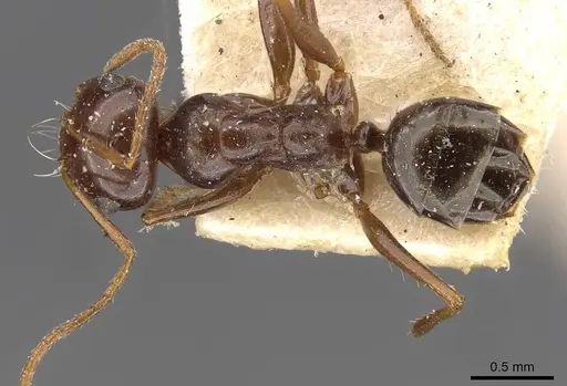 Melophorus turneri - CASENT0909825
