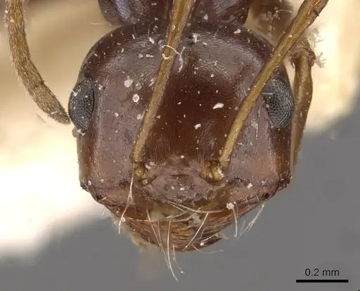 Melophorus turneri - CASENT0909825