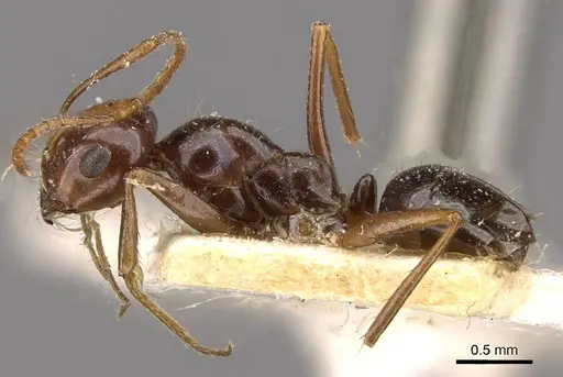 Melophorus turneri - CASENT0909825