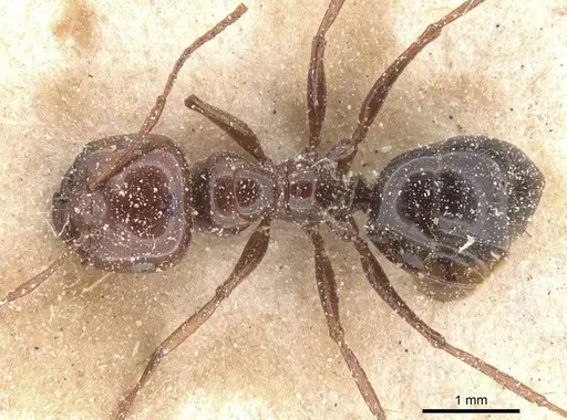 Melophorus turneri - CASENT0912333