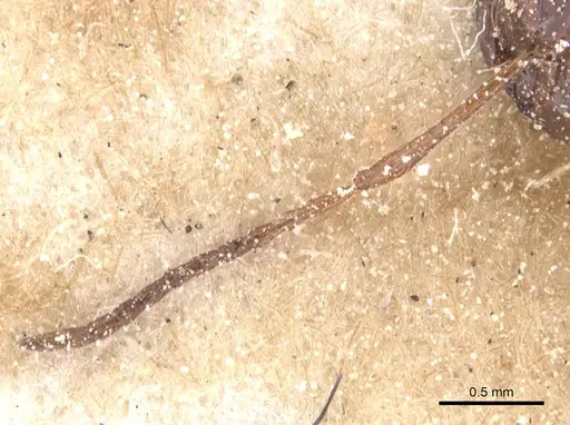 Melophorus turneri - CASENT0912333