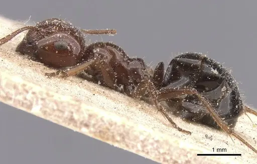 Melophorus turneri - CASENT0912333