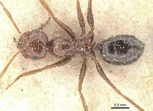 Melophorus turneri - CASENT0912334