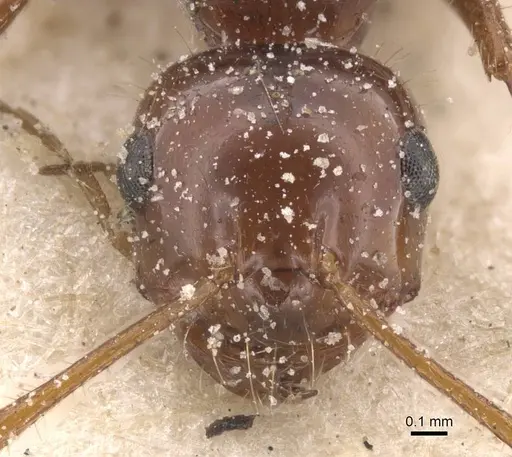 Melophorus turneri - CASENT0912334