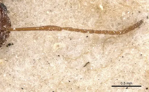 Melophorus turneri - CASENT0912334