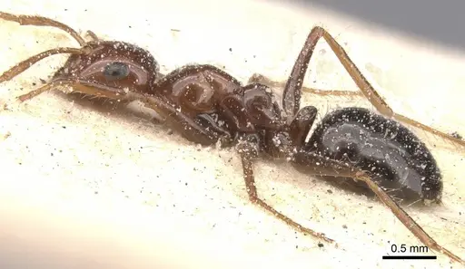 Melophorus turneri - CASENT0912334