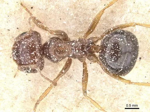Melophorus turneri - CASENT0912335