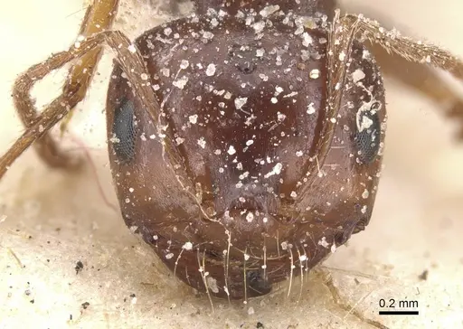Melophorus turneri - CASENT0912335