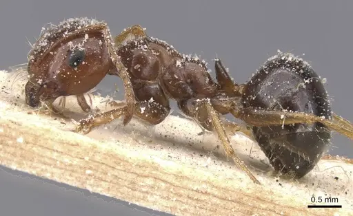 Melophorus turneri - CASENT0912335