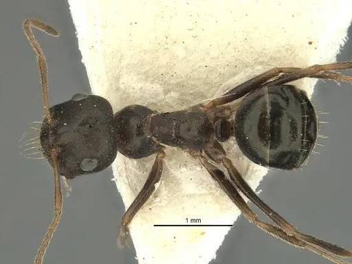 Melophorus wheeleri specimen