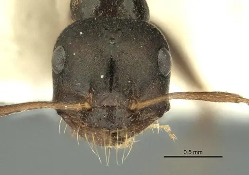 Melophorus wheeleri specimen