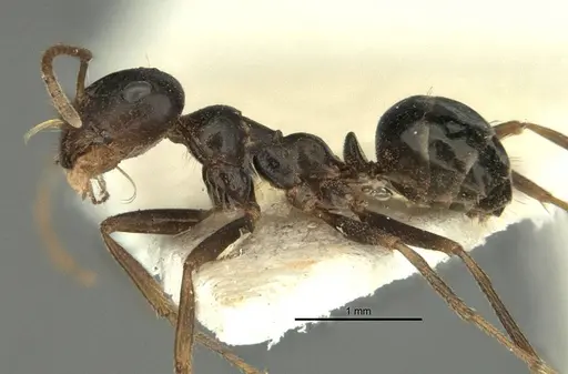 Melophorus wheeleri specimen