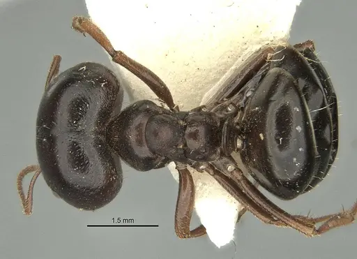 Melophorus wheeleri - ANIC32-900220