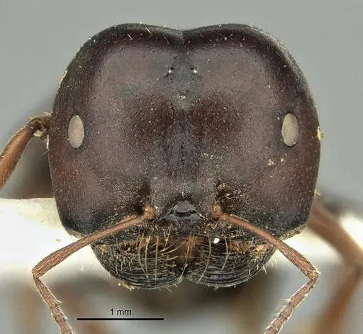 Melophorus wheeleri - ANIC32-900220