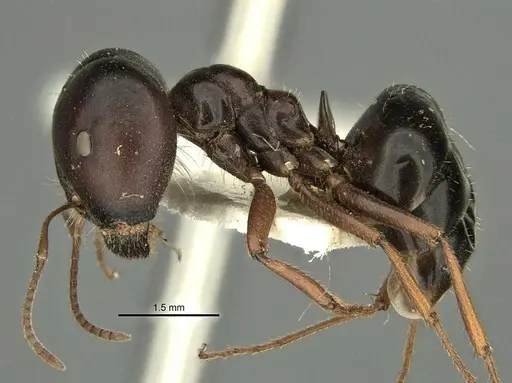 Melophorus wheeleri - ANIC32-900220