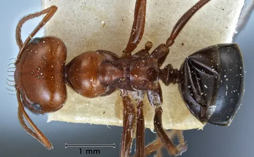 Melophorus wheeleri - ANTWEB1038581