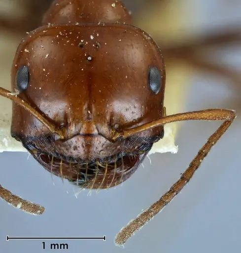 Melophorus wheeleri - ANTWEB1038581
