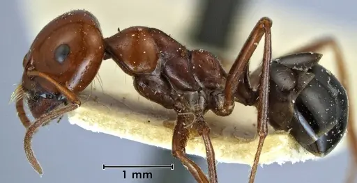 Melophorus wheeleri - ANTWEB1038581