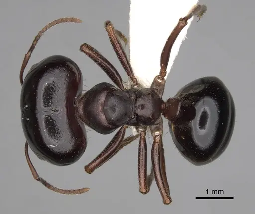 Melophorus wheeleri - CASENT0280502
