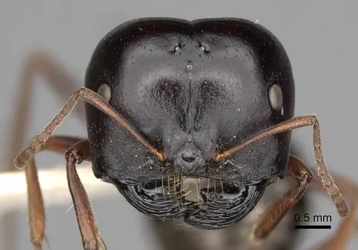 Melophorus wheeleri - CASENT0280502