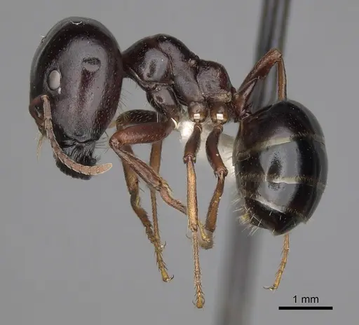 Melophorus wheeleri - CASENT0280502