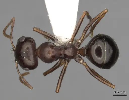 Melophorus wheeleri - CASENT0280503